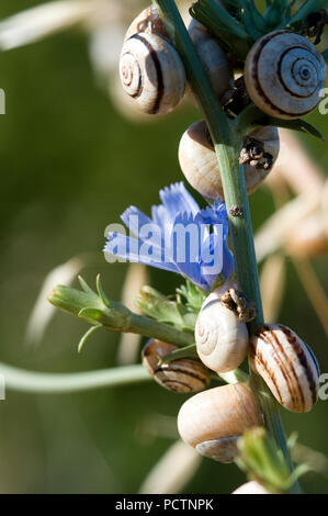 Weiße italienische Schnecke - White Garden Schnecke - Theba pisana Limaçon de Pisa-Escargot des Dunes Stockfoto