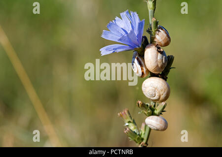 Weiße italienische Schnecke - White Garden Schnecke - Theba pisana Limaçon de Pisa-Escargot des Dunes Stockfoto