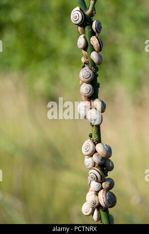 Weiße italienische Schnecke - White Garden Schnecke - Theba pisana Limaçon de Pisa-Escargot des Dunes Stockfoto