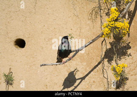 Starling, Sturnus vulgaris Etourneau sansonnet Stockfoto