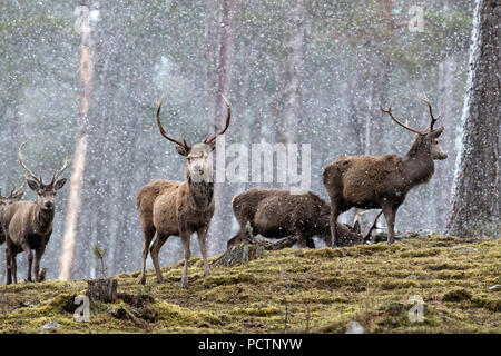 Red Deer; Cervus elaphus Herde; Hirsche im Schnee Schottland; VEREINIGTES KÖNIGREICH Stockfoto