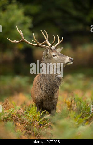 Red Deer; Cervus elaphus Single; Stag; Großbritannien Stockfoto