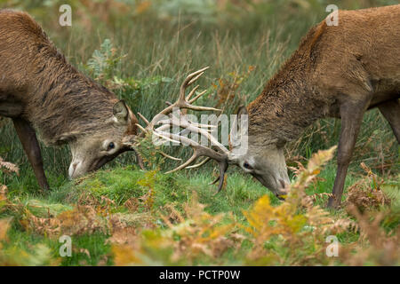 Rothirsche; Cervus elaphus two; Hirsche Sparring; Großbritannien Stockfoto