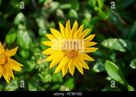 Gazania Blossom (Gazania lichtensteinii), Blüte, Frühling, Victoria, Australien, Ozeanien Stockfoto