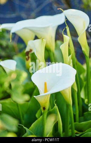 Calla, bog Arum oder Marsh calla (Calla palustris), Blume, Victoria, Australien, Ozeanien Stockfoto