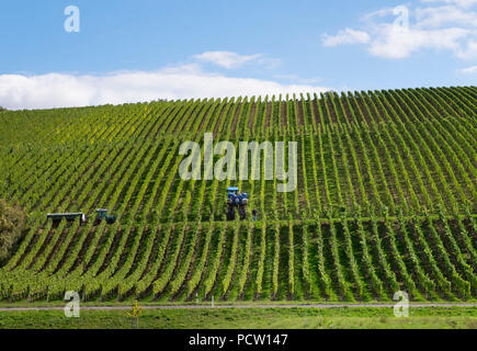 Weinberge am Main im Weinberg Ort Stammheimer Eselsberg, Stammheim am Main, Franken, Unterfranken, Franken, Bayern, Deutschland Stockfoto