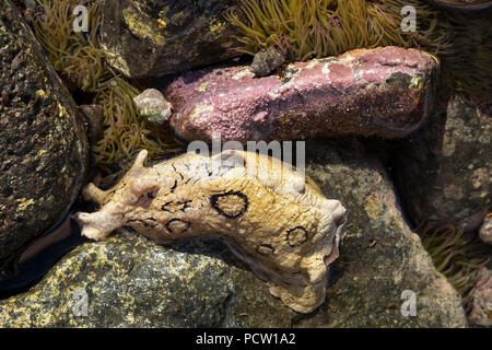 Meer Hase (Aplysia dactylomela), La Gomera, Kanarische Inseln, Kanarische Inseln, Spanien entdeckt Stockfoto