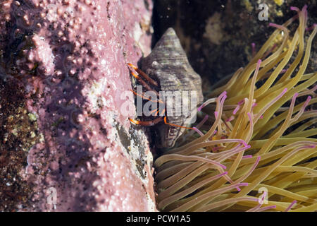 Einsiedlerkrebs (paguroidea) und Seeanemone, Mittelmeer (snakelocks Seeanemone Anemonia Sulcata), La Gomera, Kanarische Inseln, Kanaren, Spanien Stockfoto