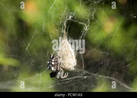 Tropische Tent-Web Spinne (Cyrtophora Citricola) in Ihrem Web, La Gomera, Kanarische Inseln, Kanaren, Spanien Stockfoto