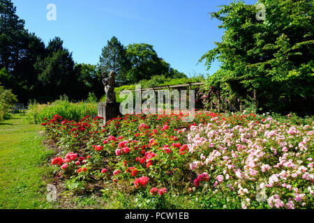 Blühende Rosen im Rosengarten, Untergiesing, München, Oberbayern, Bayern, Deutschland Stockfoto