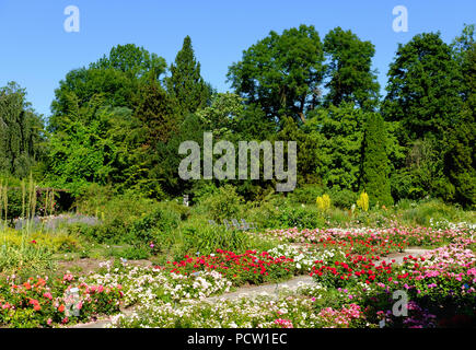 Blühende Rosen im Rosengarten, Untergiesing, München, Oberbayern, Bayern, Deutschland Stockfoto