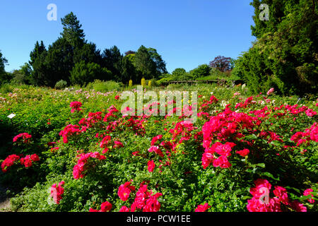 Blühende Rosen im Rosengarten, Untergiesing, München, Oberbayern, Bayern, Deutschland Stockfoto