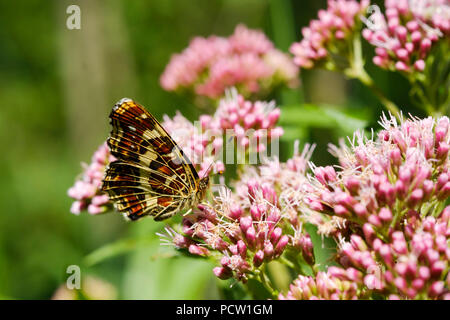 Karte Schmetterling (Araschnia levana) auf Blume der Heiligen Seil (Eupatorium cannabinum), Bayern, Deutschland Stockfoto