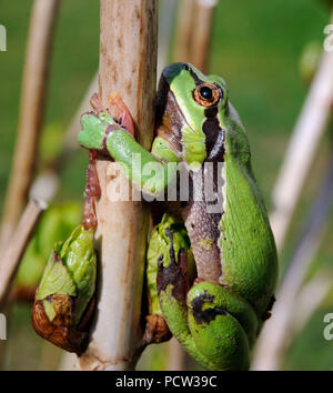 Laubfrosch klettert die männlichen Zweig der Ein grüner Laubbaum zu seiner Sonne Stockfoto