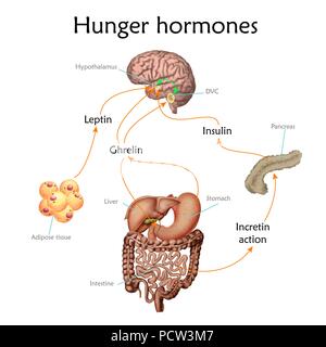 Appetit und Hunger Hormone, Illustration. Stockfoto