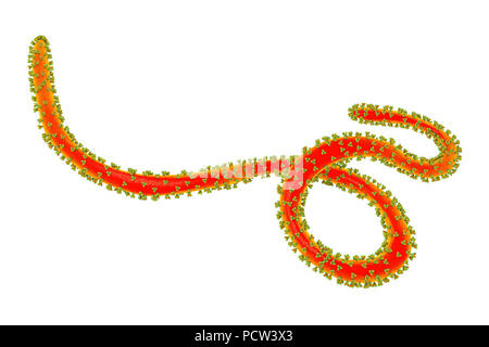 Ebola virus Partikel, computer Abbildung. Ebola Virus (EBOV) ist die Ursache der Krankheit Ebola Virus bei Menschen und Primaten. Es ist eine schwere und oft tödliche Krankheit mit Symptomen wie Fieber, Müdigkeit, Muskelschmerzen, Erbrechen, Durchfall und Blutungen (innere Blutungen). Es gibt keine Heilung für die Krankheit, aber drei Viertel der Patienten wiederhergestellt werden kann, wenn ausreichende medizinische Unterstützung. Hier, auf der Oberfläche des Virus gesehen, sind trimeric transmembrane Glykoproteine (lumpy), Eintrag des Virus in die Wirtszelle zu erleichtern. Stockfoto