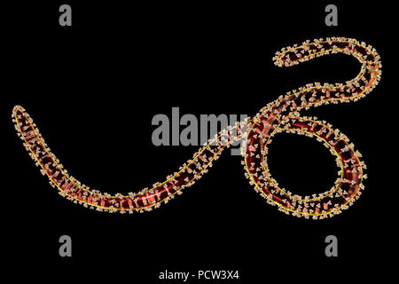 Ebola virus Partikel, computer Abbildung. Ebola Virus (EBOV) ist die Ursache der Krankheit Ebola Virus bei Menschen und Primaten. Es ist eine schwere und oft tödliche Krankheit mit Symptomen wie Fieber, Müdigkeit, Muskelschmerzen, Erbrechen, Durchfall und Blutungen (innere Blutungen). Es gibt keine Heilung für die Krankheit, aber drei Viertel der Patienten wiederhergestellt werden kann, wenn ausreichende medizinische Unterstützung. Hier, auf der Oberfläche des Virus gesehen, sind trimeric transmembrane Glykoproteine (lumpy), Eintrag des Virus in die Wirtszelle zu erleichtern. Stockfoto