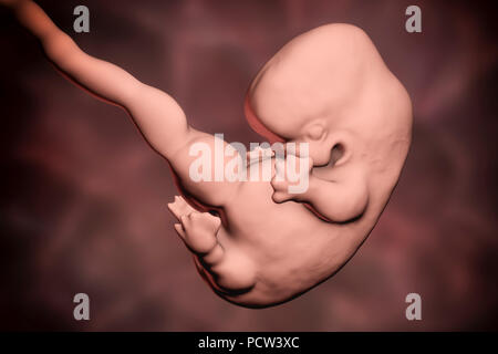 Menschliche Embryo, Alter 7 Wochen, computer Abbildung. Stockfoto