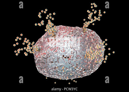 Mastzellen Histamin freisetzen, während eine allergische Reaktion, computer Abbildung. Mastzellen sind eine Art von Leukozytären (weiße Blutkörperchen). Sich die chemische Mediatoren Histamin, Serotonin und Heparin enthalten. Histamin aus den Mastzellen in Reaktion auf ein Allergen freigesetzt, wodurch eine lokale entzündliche Immunantwort. Wenn ein Allergen auftritt, B-Zellen (nicht gesehen) Antikörper produzieren, die Bindung an Eiweiß-Moleküle auf der Oberfläche der Mastzelle. Wenn zwei Antikörper sind mit einem Antigen die Zelle aktiviert ist seine Histamin durch Exozytose zu lösen. Stockfoto