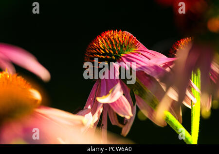 Späte Jahreszeit violett coneflowers (Echinacea purpurea) Gegenlicht der Sonne vor schwarzem Hintergrund angezeigt Stockfoto