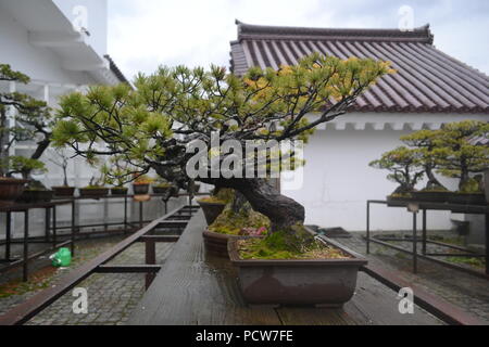 Bonsai Bäume auf dem Display in Japan Stockfoto