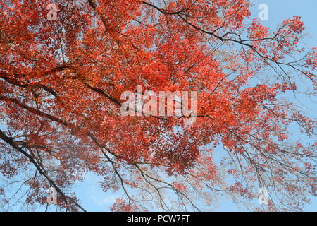 Herbstfarben in Japan Stockfoto