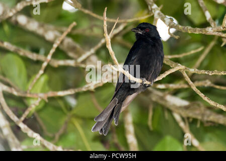 Schwarz Drongo hocken in Buvama Crocodile Park Kampala, Uganda Stockfoto