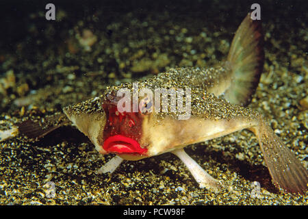 Rote Lippen Fledermausfische fledermausfische oder Galapagos (Ogcocephalus darwini), Galapagos, Ecuador Stockfoto