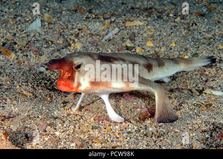 Rotlippen Fledermausfisch Darwin Fledermausfisch Ogcocephalus Darwini 