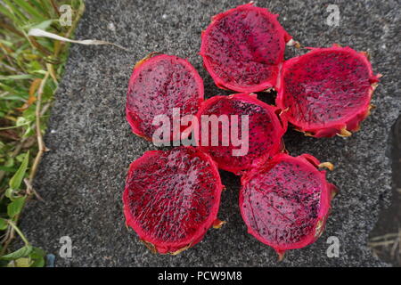 Drei helle rosa Drache tropische Früchte bis in Hälften geschnitten auf einer Steinmauer auf der Insel La Réunion, Frankreich Stockfoto