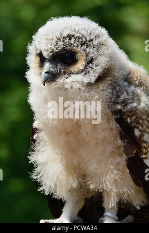 Nahaufnahme, Porträt eines Babys, braunes Holz Eule (Strix leptogrammica) Stockfoto