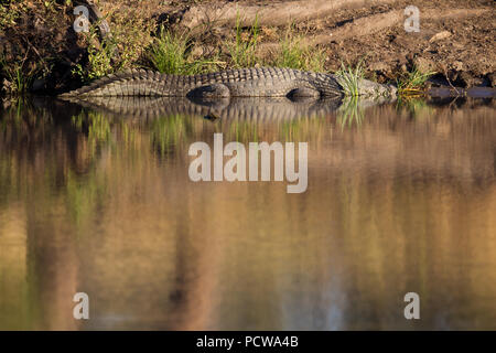 Krokodil auf den Banken von einem Pool in einem Fluss im Krüger Nationalpark, Limpopo Provinz, Südafrika Stockfoto