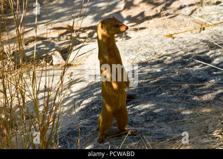 Die schlanke Mongoose ist ein einsamer Jäger, constananly unterwegs und vorsichtig für Gefahr, aber immer wachsam für potentielle Beute. Stockfoto