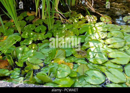 Leopard Frog auf Lily Pad, Wintergarten und Botanische Gärten, Genf, Genf, Schweiz Stockfoto