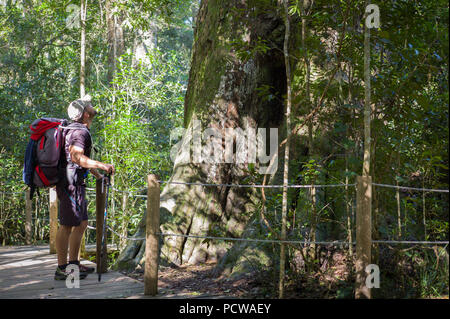 Der große Baum ist eine berühmte antike Outeniqua yellowwood, Podocarpus falcatus, in der Garden Route von Südafrika in der Nähe des Tsitsikamma Wanderweg. Stockfoto