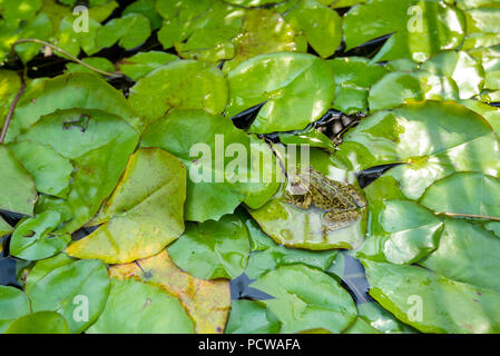 Leopard Frog auf Lily Pad, Wintergarten und Botanische Gärten, Genf, Genf, Schweiz Stockfoto