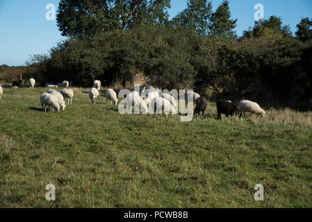 Skudde Schafe auf einer Weide im Norden von Hiddensee, das ist eine Insel in der Ostsee westlich von Deutschlands größter Insel Rügen. Skudde Schaf Stockfoto