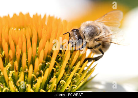 Die westliche Honigbiene (Apis mellifera) auf Echinacea Stockfoto