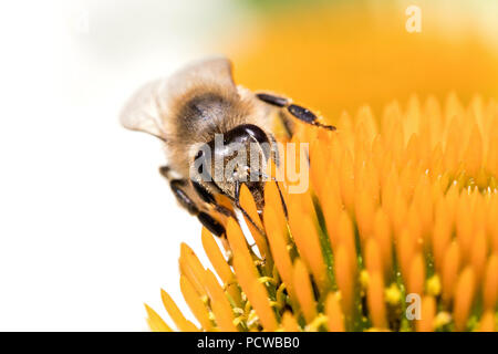 Die westliche Honigbiene (Apis mellifera) auf Echinacea Stockfoto