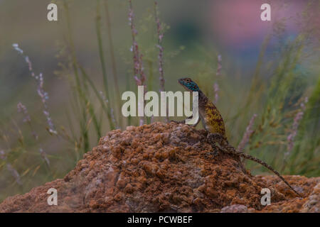 Agama in den Hügeln