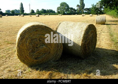 Erntezeit Hay, Cheshire, England, Big Bale, Grass schneiden, Viehfutter, Futter, Ländlich, Natur, Land, Landwirtschaft, Landwirtschaft, Ackerland, UK, Handel. Stockfoto