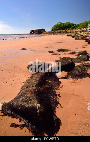 Dawlish Warren Beach in der Nähe von langstone Rock, Rock Rüstung am Meer entlang der Wand. Stockfoto