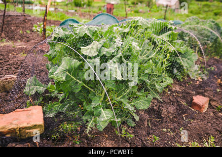 Kopfkohl durch Verrechnung von Ungeziefer und Schädlinge auf eine Zuteilung in Yorkshire, England UK geschützt. Stockfoto