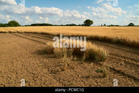 Blick über Feld von Hafer, die während der trockenperiode im Sommer unter blauem Himmel und Fetzen der Wolken im Sommer in Beverley, Yorkshire, Großbritannien Stockfoto