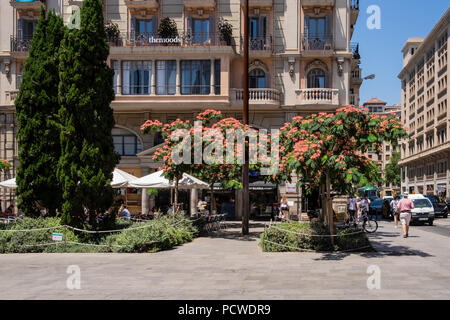 Plaza, Quadratisch, mit blühenden Bäumen, Plaça de Ramon Berenguer El Gran in Barcelona, Spanien Stockfoto