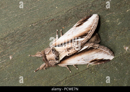 Eine Lesser Swallow Prominent motte Pheosia gnoma, dass in einem Quecksilberdampf moth Trap in einem Garten in der Nähe von einem Teich gesetzt und fotografiert Vor r gefangen wurde Stockfoto