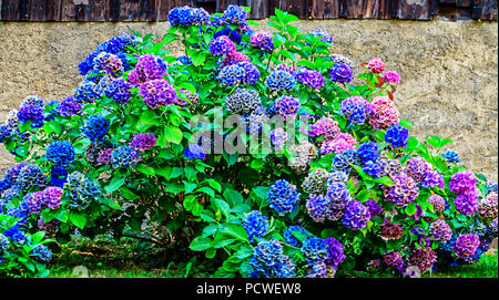 Hortensie (Hydrangea macrophylla) in verschiedenen Farben Stockfoto