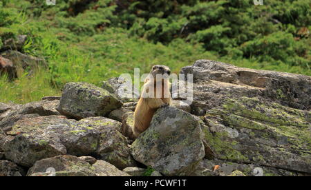 Alpine Marmot in der Wildnis der Ötztaler Berge in Tirol, Österreich. Stockfoto