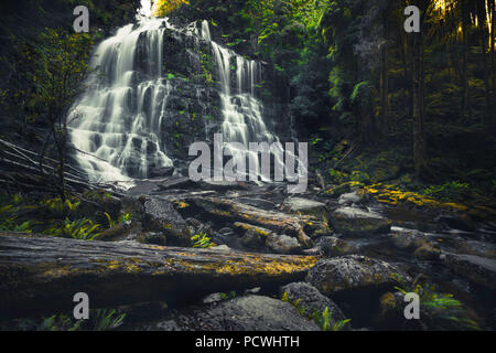 Nelson Falls, Tasmanien Stockfoto