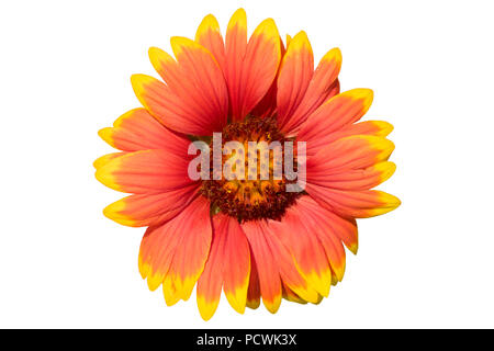 Gaillardia pulchella rot-gelbe Blume isoliert auf Weiss. Stockfoto